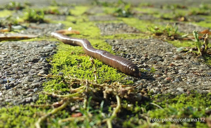 regenwürmer-kaufen-einsatzgebiete - Fischers Gold