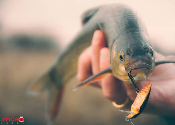 Imago Lures Great Diving Beetle Fangbild