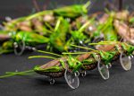 Imago lures hopper Nahaufnahme
