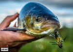 Fangbild mit Imago Lures Hopper