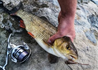 Fisch mit Imago lures Hopper Köder