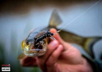 Imago Lures Maybug