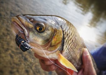 Imago Lures Maybug fangbild