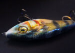 Detailbild 1 von Scar Bait Barsch