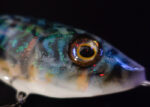 Scar Bait Makrele Jerkbait Detailbild 2