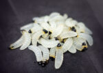HENGJIA | Softbait Bienenmade | Forellenköder zum Forellenangeln | 2cm | 0,4g | HID16-PN17-BO3 – Bild 4