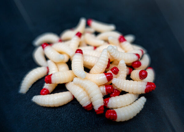 Bienenmade Forellenköder in Weiß/Rot