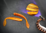 Gummifisch für Barsch & Zander in Orange/Braun UV