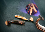 SWOLFY | Mikro Gummifische | Barsch | UV Aktiv | Geriffelt |  5,5cm | 1,3g | HID21-PN24-BO3T2 – Bild 2