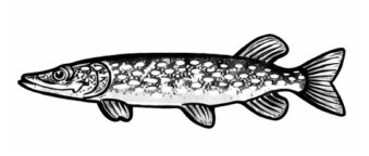 Hecht Icon