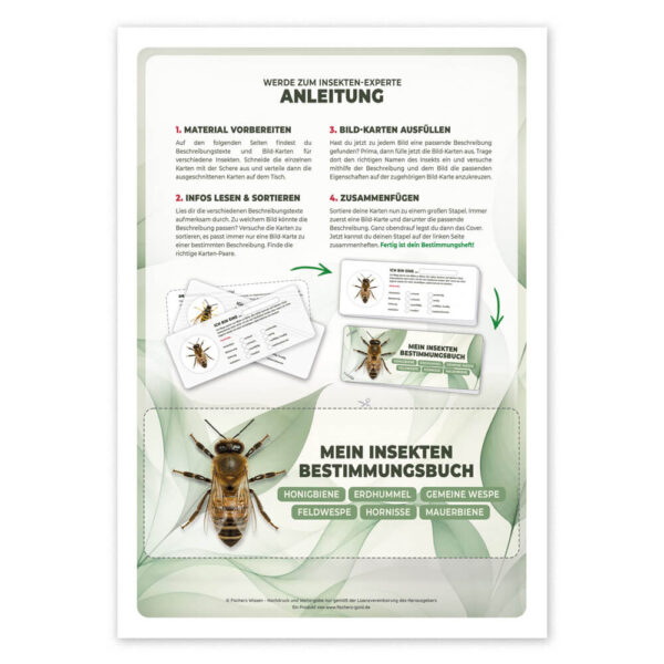 Insekten Bestimmen Anleitung