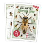 Bestummungsbuch Insekten, Bienen, Wespen, Hornissen, Hummeln & Co