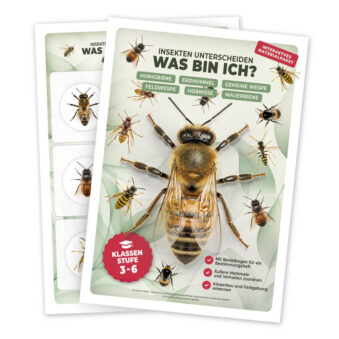 Bestummungsbuch Insekten, Bienen, Wespen, Hornissen, Hummeln & Co