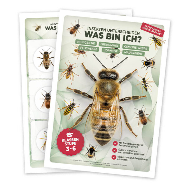 Bestummungsbuch Insekten, Bienen, Wespen, Hornissen, Hummeln & Co
