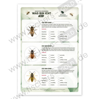 Einheimische Insekten bestimmen Arbeitsblatt.