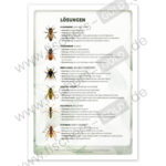 Einheimische Insekten bestimmen Arbeitsblatt Lösungen.